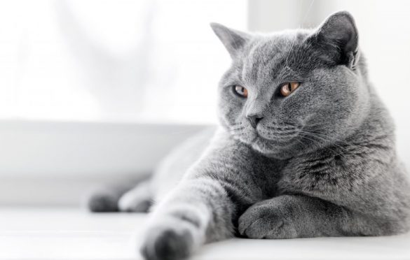 What Are CBD Treats & Should You Give Them To Your Cat?