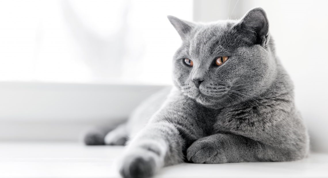 What Are CBD Treats & Should You Give Them To Your Cat?